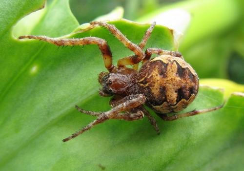 Larinioides patagiatus