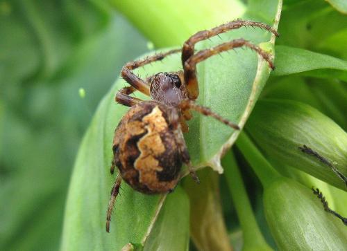 Larinioides patagiatus