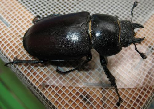 Réf. 51 343 : Lucanus cervus