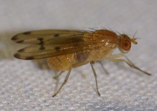 Réf. 51 094 : Meiosimyza decempunctata