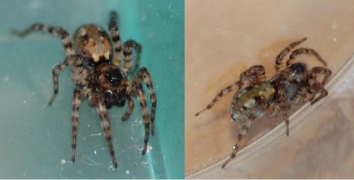 Arctosa perita