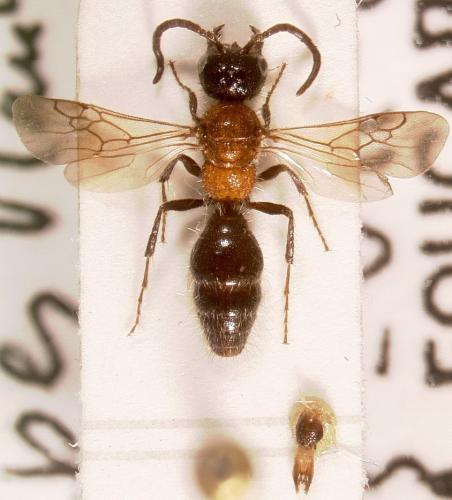 Réf. 51 700 : Myrmilla triareolata