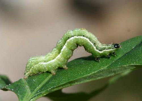 Macdunnoughia confusa