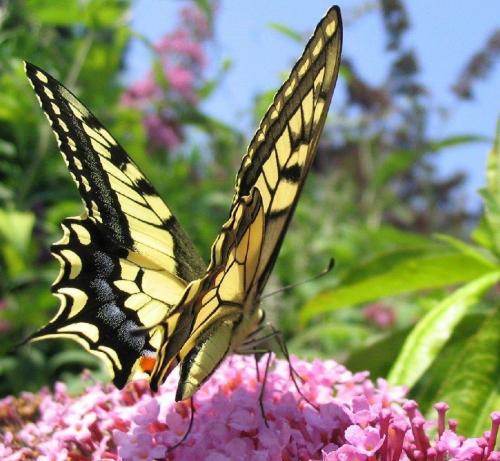 Papilio machaon