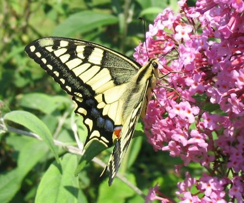 Papilio machaon