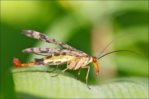 Panorpa cognata