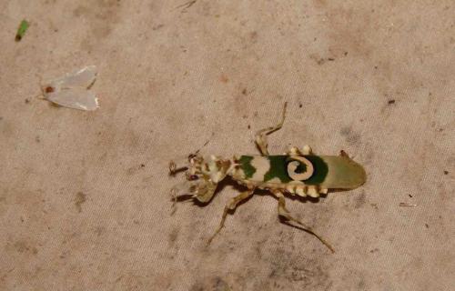 Réf. 51 395 : Pseudocreobotra ocellata