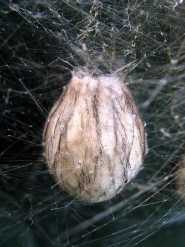 Réf. 51 075 : Argiope bruennichi