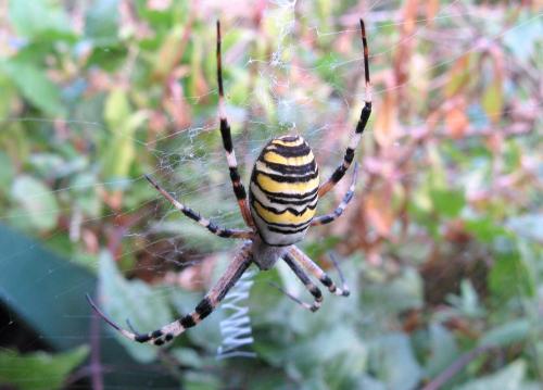 Réf. 51 077 : Argiope bruennichi