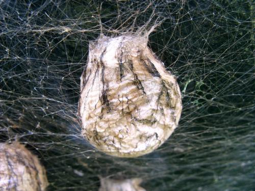 Argiope bruennichi