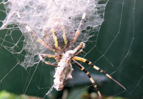 Réf. 51 076 : Argiope bruennichi