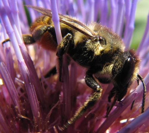 Megachile sp.