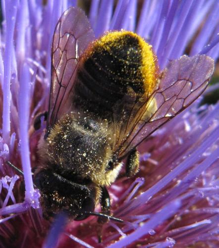 Megachile sp.