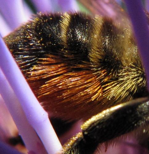 Megachile sp.