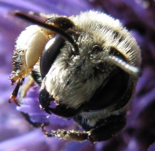 Megachile sp.
