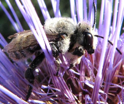 Megachile sp.