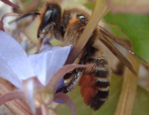 Megachile sp.