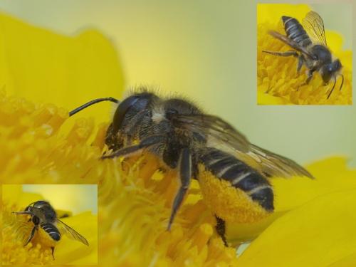 Megachile sp.