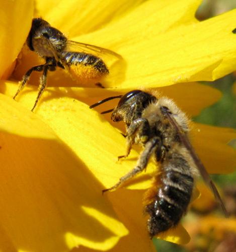Réf. 51 244 : Megachile sp.