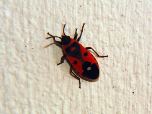 Melanocoryphus albomaculatus