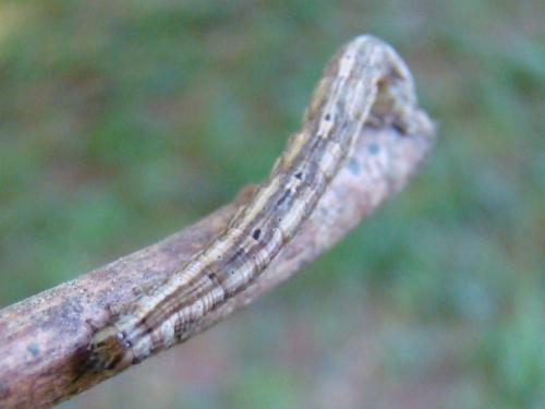Melanthia procellata