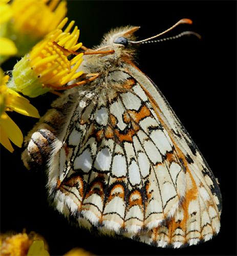 Melitaea diamina