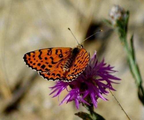 Réf. 51 943 : Melitaea didyma