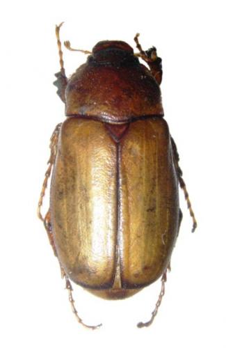 Réf. 51 842 : Amadotrogus sp.