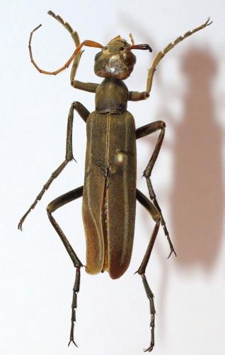 Psalydolytta fuscicornis