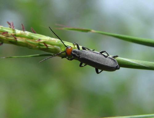 Epicauta nigromarginata