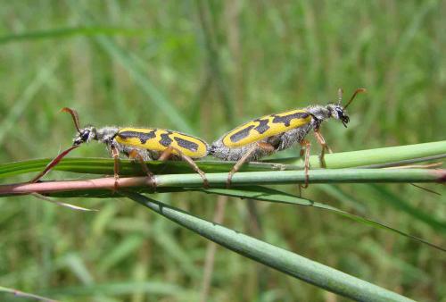 Hycleus pallipes