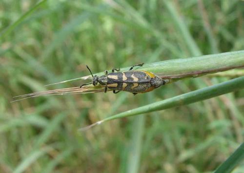 Hycleus holosericeus