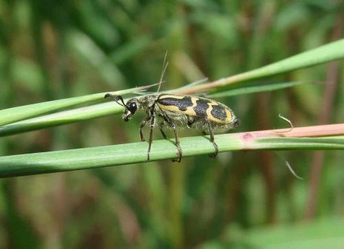 Réf. 51 410 : Hycleus pallipes