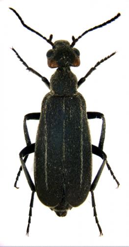 Epicauta sp.