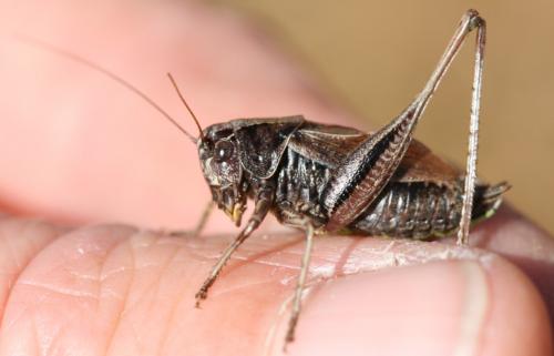 Metrioptera brachyptera