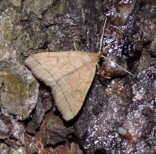 Réf. 51 913 : Herminia tarsipennalis