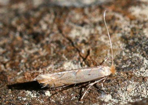 Phyllonorycter messaniella