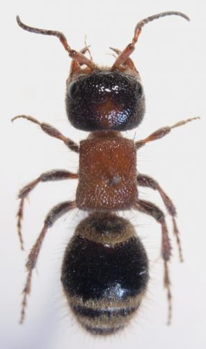 Réf. 51 376 : Myrmilla capitata