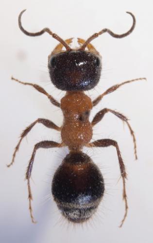 Réf. 51 377 : Myrmilla capitata