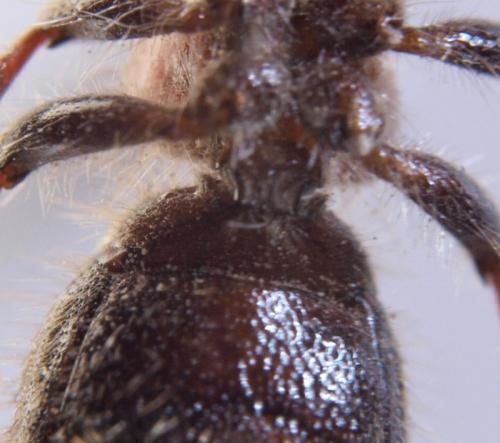 Réf. 51 378 : Myrmilla capitata
