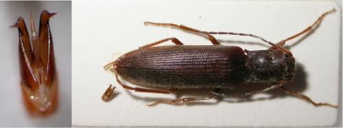 Athous pyrenaeus
