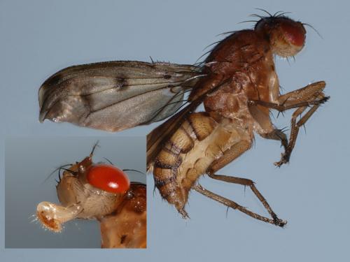 Suillia variegata