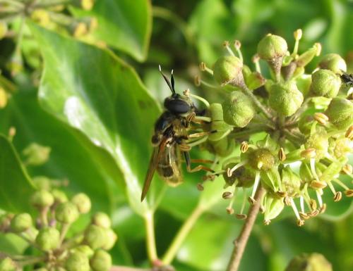 Callicera macquarti