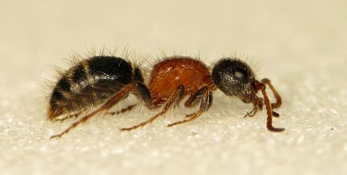 Réf. 51 388 : Myrmilla triareolata