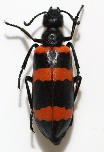 Mylabris cincta