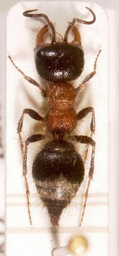 Myrmilla capitata