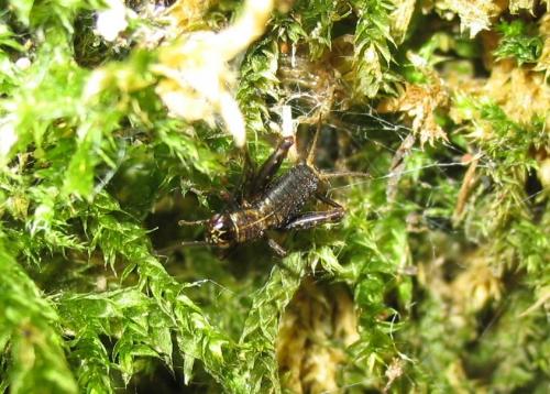 Nemobius sylvestris sylvestris