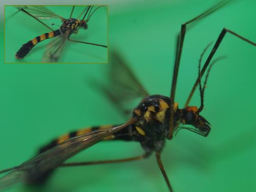 Nephrotoma crocata