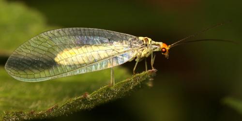 Réf. 51 411 : Nothochrysa fulviceps