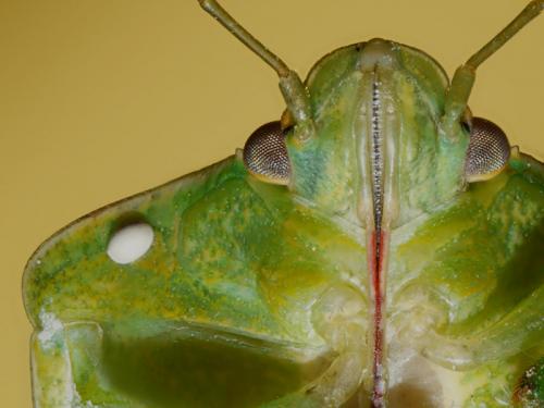 Nezara viridula